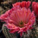 Echinocereus fabella (plomreichii) gerüschte Blüte